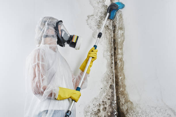 Best Mold Remediation  in Cranford, NJ