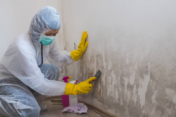 Best Mold Damage Repair  in Cranford, NJ