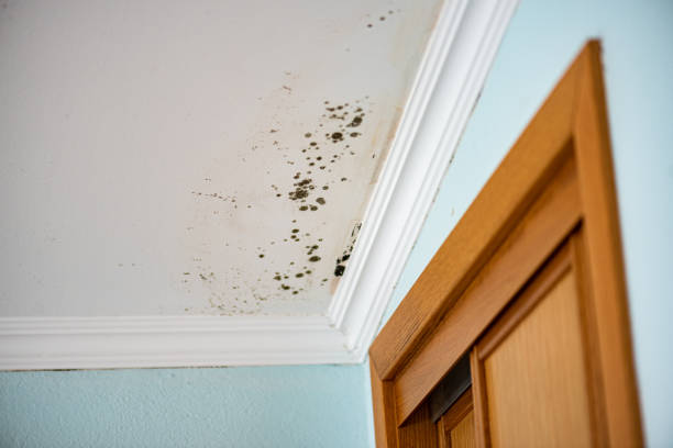 Best Office Mold Removal Services  in Cranford, NJ