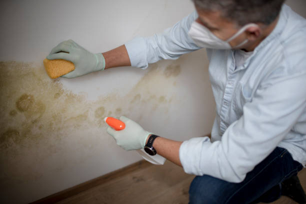Best Mold Damage Repair  in Cranford, NJ