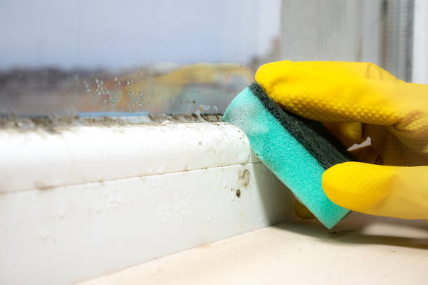 Best Attic Mold Removal  in Cranford, NJ