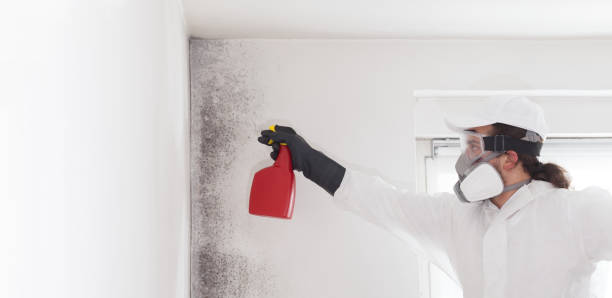 Best Mold Cleaning Services  in Cranford, NJ