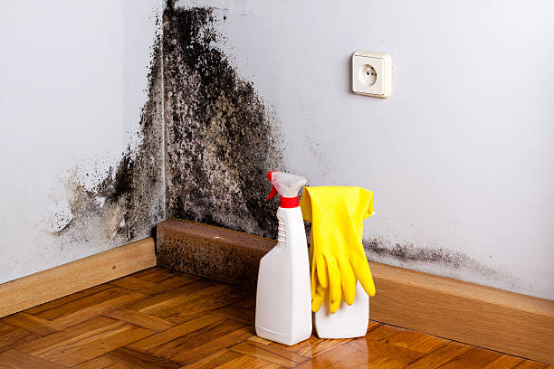 Best Fast Mold Removal  in Cranford, NJ