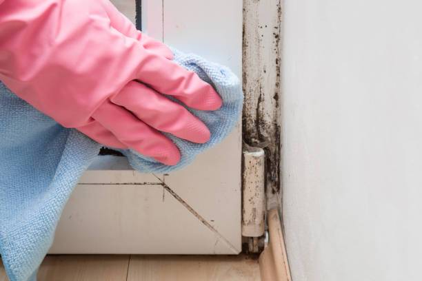 Best Office Mold Removal Services  in Cranford, NJ