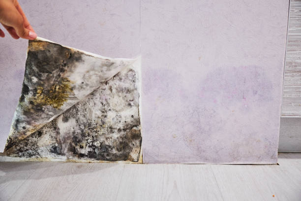 Best Professional Mold Removal  in Cranford, NJ